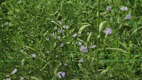 PURPLE SOLIDASTER PLANT Stock Footage 306694245