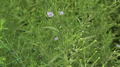 PURPLE SOLIDASTER PLANT Stock Footage 306694332