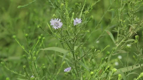 PURPLE SOLIDASTER PLANT Stock Footage 306694383