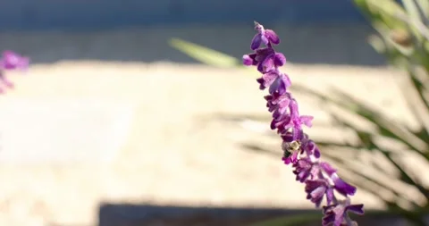 Purple spike right in sunlit yard is hosting bees entering lower-right, probing Video stock 337224858