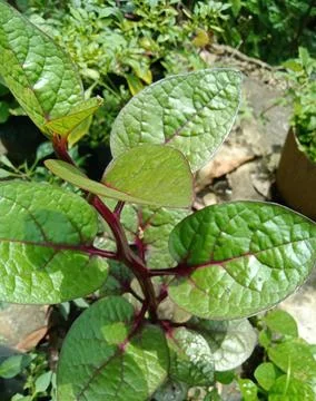 Purple spinach Foto stock