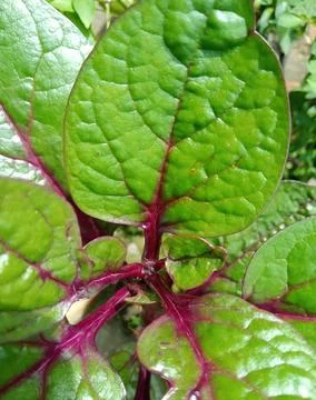 Purple spinach Stock Photos