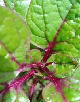 Purple spinach Foto stock