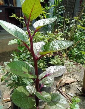 Purple spinach Foto stock
