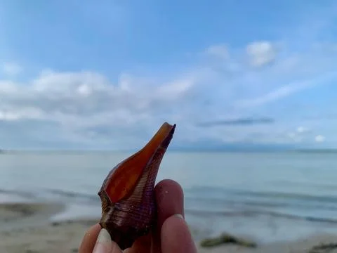 Purple Spindle Seashell Held by Hand at Tanjung Layar Beach 库存照片