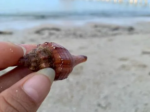 Purple Spindle Seashell Held by Hand at Tanjung Layar Beach Fotos de archivo