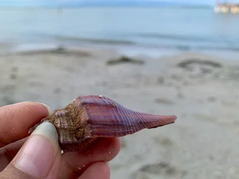Purple Spindle Seashell Held by Hand at Tanjung Layar Beach Fotos de archivo