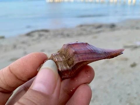 Purple Spindle Seashell Held by Hand at Tanjung Layar Beach Fotos de archivo