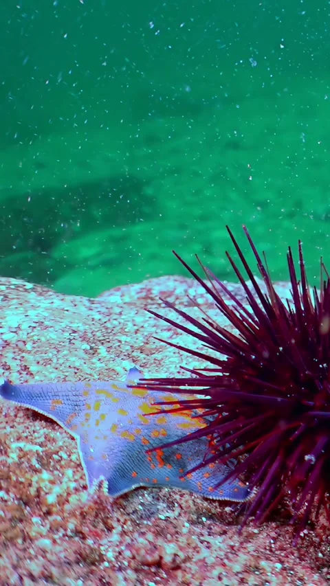 Purple Spines and Patterned Skin a Seabed Encounter in Sea of Japan Stock Footage 340438638