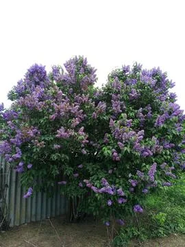 Purple Splendor Stockfoto's
