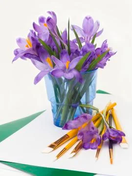 Purple spring crocus flowers. Stock Photos