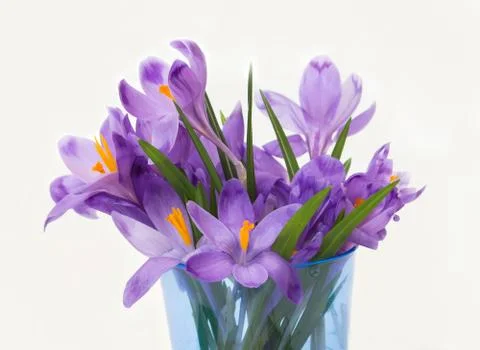 Purple spring crocus flowers. Stock-Fotos