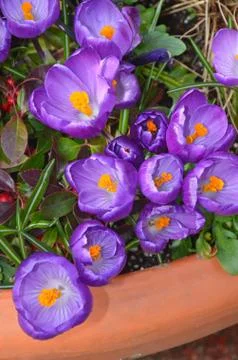 Purple spring crocus Stock Photos