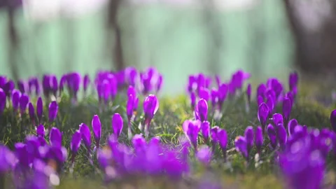 Purple spring crocuses blooming in sunlight, tranquil forest nature in 4K Stock Footage 326829122