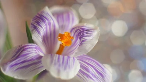 Purple spring flower in macro capture. Stock Footage 72450735