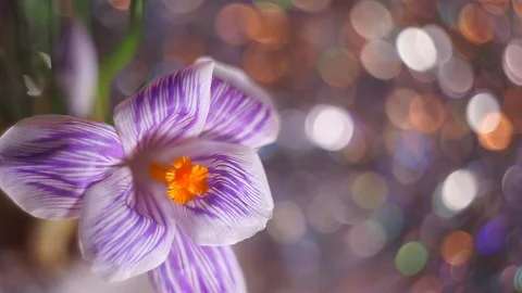 Purple spring flower in macro capture. 스톡 동영상 72451163