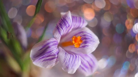 Purple spring flower in macro capture. Stock Footage 72459012