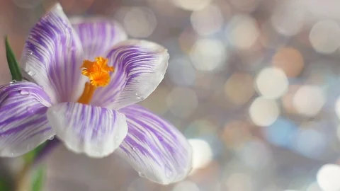 Purple spring flower in macro capture. Stock Footage 72500605