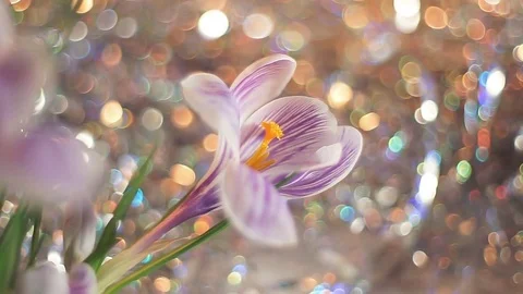 Purple spring flower in macro capture. Stock Footage 72507808