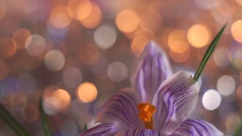 Purple spring flower in macro capture. Stock Footage 72511077