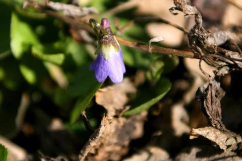Purple spring flower Stock Photos