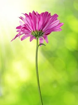 Purple spring flower  Stock Photos