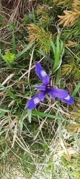 Purple spring flower Stock Photos