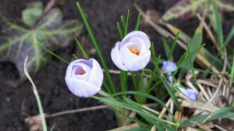 Purple spring flowers 4K Stock Footage 47477930