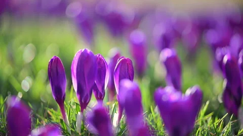 Purple spring flowers blooming in forest meadow with soft sunlight, relaxing Stock Footage 326335629