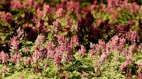 Purple spring flowers Stock Footage 3412083