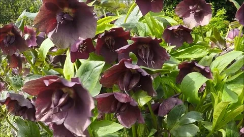 Purple spring flowers Stock Footage 77864041