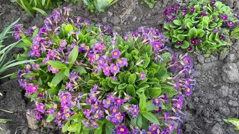 Purple spring flowers Stock Footage 240436927