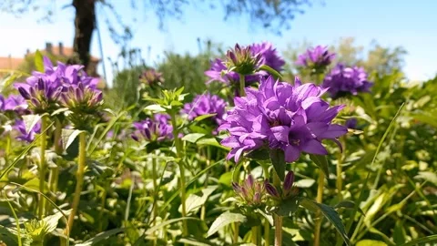 Purple Spring Flowers in a Garden Stock Footage 274841641