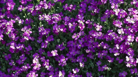 Purple spring flowers sunshine shadows garden close up Stock Footage 49461218