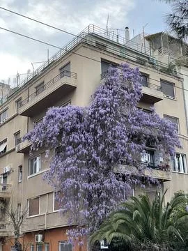 Purple Spring Stock Photos