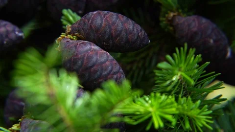 Purple spring pine cones close up 動画素材 94034313