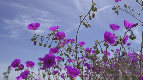Purple Spring Summer Beach Flowers Blowing In the Wind Stock Footage 112894438