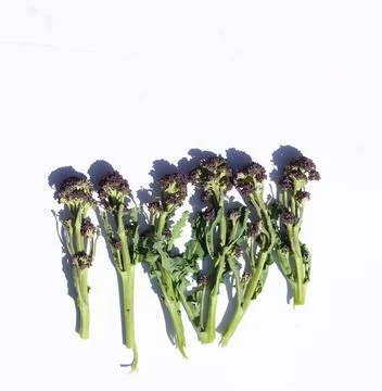 Purple sprouting broccoli against plain white background with copy space above Stock Photos