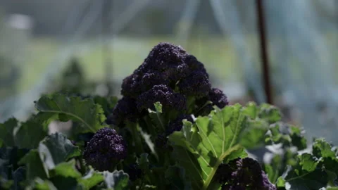 Purple Sprouting Broccoli - Blur to Focus Stock Footage 188564997