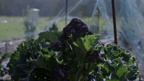 Purple Sprouting Broccoli Stock Footage 188747921