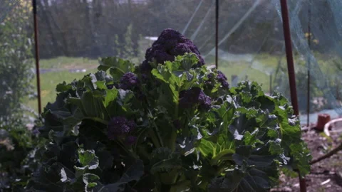 Purple Sprouting Broccoli Stock Footage 188824188