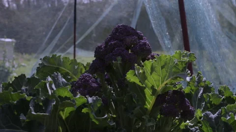 Purple Sprouting Broccoli Stock Footage 188838472
