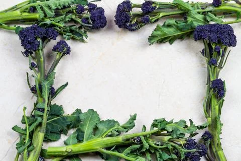 Purple sprouting broccoli forming a frame background, texture. Stock Photos