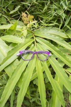 Purple square eyeglass frame on a leaf. purple glasses in the photo from abov Stock Photos