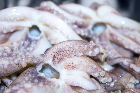 The purple squid tentacles are curled in circles Stock Photos