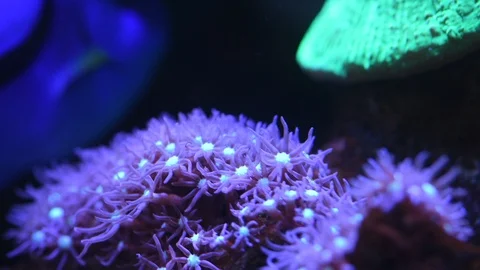 Purple star polyp coral Stock Footage 87064780