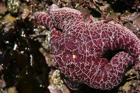 Purple starfish Stock Photos