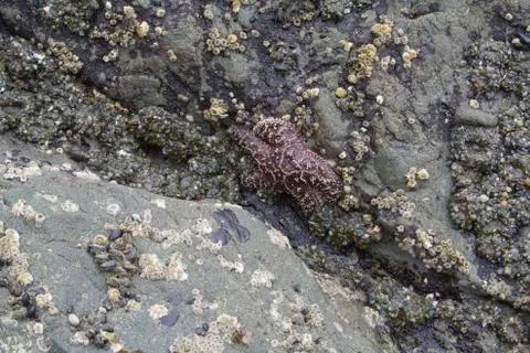 Purple Starfish Foto stock