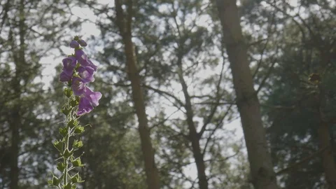 Purple stem of flowers blowing in the wind Stock Footage 112971958
