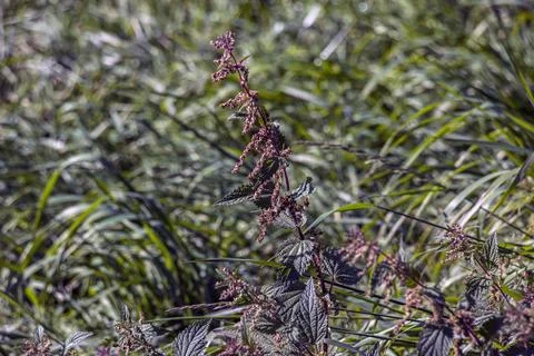 Purple Stinging Nettle with Drooping Seed Clusters in Autumn Stock Photos